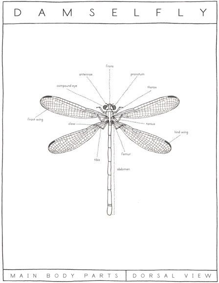 Damselfly diagram  www.ericaglover.com Damselfly Drawing, Damselfly Tattoo, Exploded Diagram, 3d Forms, View Drawing, Dragonfly Photos, 2023 School, Engineering Resume, Blueprint Drawing