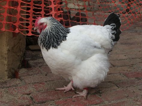 18 Chicken Breeds That Lay Colored Eggs (Blue, Green, Olive, Chocolate) | Pet Keen Cream Legbar Chickens, Small Chicken Breeds, Olive Egger Chicken, Maran Chickens, Barred Rock Chickens, Araucana Chickens, Chicken Egg Colors, Sussex Chicken, Bantam Chicken Breeds