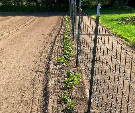 Tomato Plant Supports: Cages vs Staking vs Fencing - Farm to Jar Food Tomato Fence, Staking Tomatoes, Tomato Supports, Heirloom Tomato Plants, Garden Education, Tomato Support, Hardening Off Seedlings, Growing Tomato, Seedlings Indoors