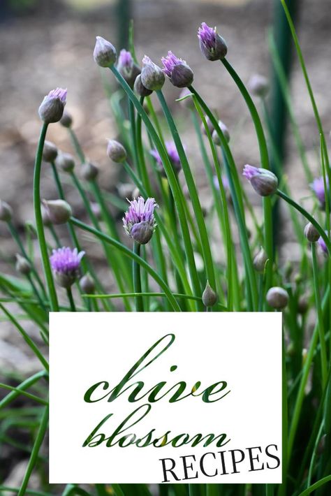 Chive Flowers Recipe, Flower Infused Oil, Chive Cream Cheese, Breakfast Charcuterie Board, Breakfast Charcuterie, Chives Recipe, Chive Flower, Chive Blossom, Infused Vinegars