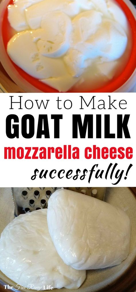 Making cheese with goat milk can be trickier than cow milk. Learn how to make goat milk mozzarella cheese successfully! Goat Products, Homemade Cheeses, Milk Ideas, Homemade Mozzarella Cheese, Cheese Recipes Homemade, Cheese Making Recipes, Goat Milk Recipes, Goat Recipes, Making Cheese