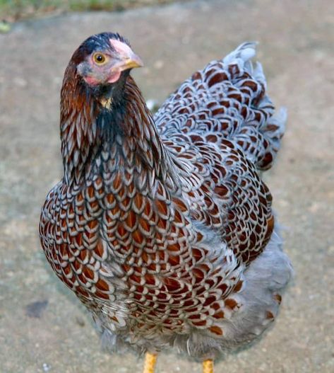 Blue Laced Red Wyandotte ~ Dual Purpose with Flashy Good Looks Draw Chicken, Blue Laced Red Wyandotte, Aesthetic Chicken, Sketches Nature, Backyard Aesthetic, Chicken Aesthetic, Wyandotte Chicken, Drawing Bird, Wallpaper Animals