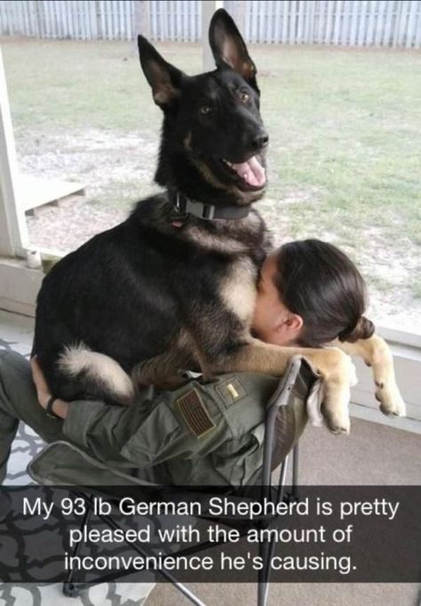 Here Is Why Service Dogs Are So Awesome (Memes) - I Can Has Cheezburger? Military Working Dogs, Military Dogs, Lap Dogs, Police Dogs, Memes Humor, Funny Dog Videos, Shepherd Puppies, Funny Animal Memes, Cats And Dogs