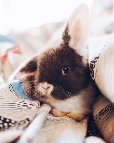 Mini Lop Bunnies, Lop Bunnies, Holland Lop Bunnies, Beautiful Rabbit, Bunny Mom, Bunny Lovers, Super Cute Animals, Cuteness Overload, Cute Bunny