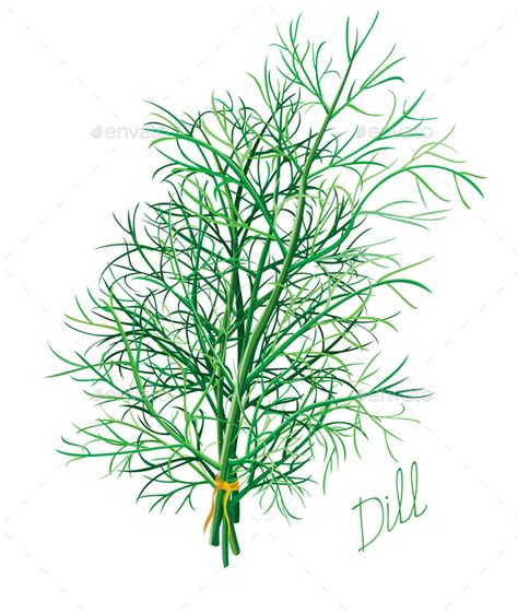 Dill Witchy Woman, Food Illustrations, Logo Icons, Amazing Flowers, White Background, Stock Vector, Photo Image, Vector Illustration, Illustration Art