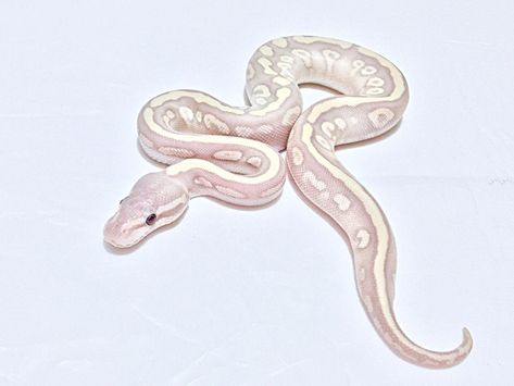 Cute Snakes, Ball Python Care, Dream Snake, Python Morphs, Danger Noodles, Snake Photos, Cool Snakes, Pretty Snakes, Ball Python Morphs