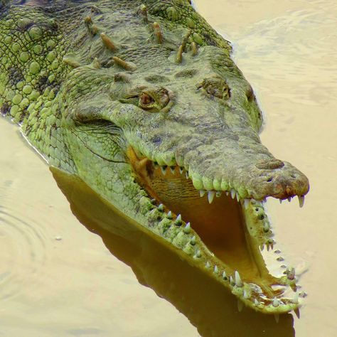 Travel Advice You Should Not Be Listening To: The Worst Travel Tips You’ll Ever Hear! via @mappingmegan Crocodile Videos, American Crocodile, Nile Crocodile, Types Of Dragons, Canoe And Kayak, Crocodiles, Fluffy Animals, Travel And Leisure, Amphibians