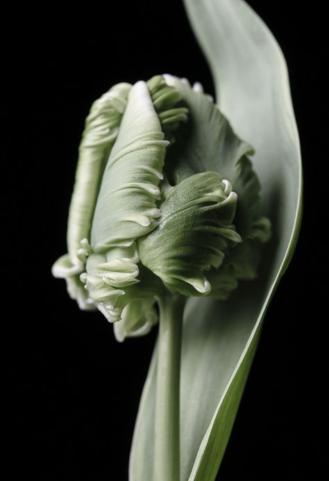 ς๏l๏г ๓y ฬ๏гld ☛§คgƹ☚ French Tulips, Green Tulips, Dark Tulips Aesthetic, Tulips Dark, Tulip Black Background, Vignette Photography, Close Up Tulip Photography, Botanical Tulip, Fern