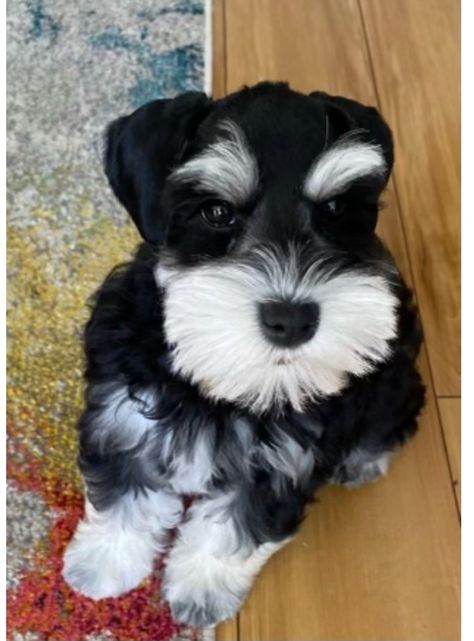 Standard Schnauzer Puppies Photos | Petzlover Puppies Photos, Schnauzer Puppies, Standard Schnauzer, Fluffy Puppies, Schnauzer Puppy, Puppy Photos, Puppies For Sale, Puppies, For Sale