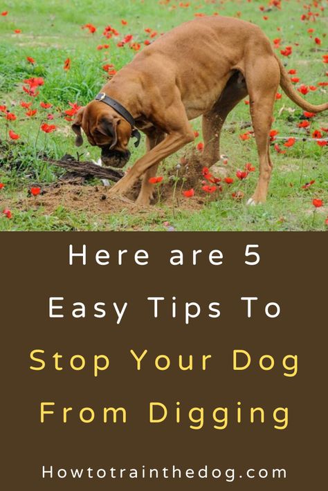 How To Stop A Dog From Digging, Stop Dog Digging Holes Yards, How To Keep A Dog From Digging, How To Keep Dogs From Digging, How To Stop Dogs From Digging, Dog Digging Holes Stop, Dog Training Tips Obedience, Prevent Dogs From Digging, Keep Dogs From Digging