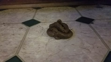 Our foster puppy's poo looks like the poop emoji. Poop In Toilet, Poop Pictures, Foster Puppies, Alphabet Design Projects, Play Rug, Poop Emoji, Health Knowledge, Alphabet Design, Snap Food