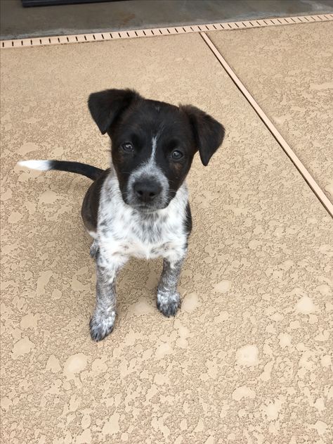 Catahoula Blue Heeler Mix Blue Heeler Pit Mix Puppy, Catahoula Puppies, Mastiff Mix, Austrailian Cattle Dog, Pointer Puppies, Blue Heeler Dogs, Pointer Dog, Kitten Love, Funny Animal Quotes