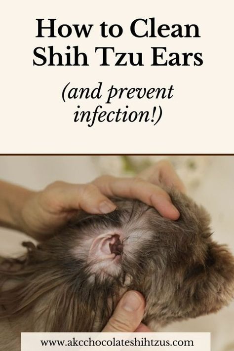 Shih Tzu Care Tips, Shih Tzu Care, Grooming A Shih Tzu At Home, How To Groom A Shih Tzu At Home, Dog Grooming Styles Shih Tzu, Shih Tzu Teddy Bear Haircut, Toy Shih Tzu, Shih Tzu Hair Styles, Shih Tzu Grooming Styles