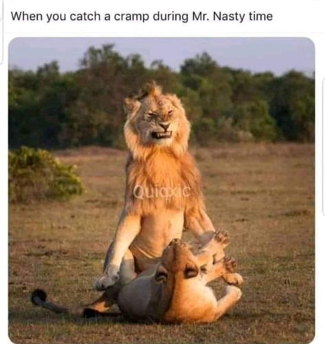 Funny Car Memes, Lion And Lioness, Masai Mara, Face Photo, Love Pet, What’s Going On, Wild Animals, Big Cats, Wildlife Photography