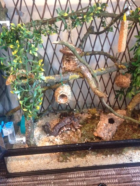 APD Dormice Habitat Microsquirrel African Pygmy Dormice African Dormouse, Micro Squirrel, Animal Enclosures, Pet Room, Hamster Cages, Pet Ideas, Mouse Toy, Animal Room, Gerbil