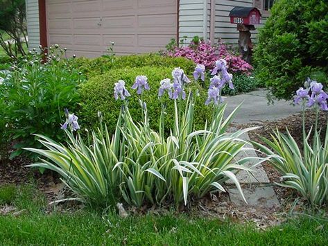 Iris Variegata, Variegated Iris, Salvia Argentea, Iris Pallida, Farm Garden, Light Blue Flowers, Space Place, Garden Yard Ideas, Garden Yard