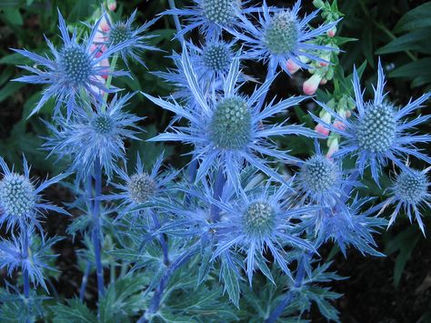 Sea Hollies - they are purple or blue Blue Sea Holly, Gardening Therapy, Holly Blue, Plant Wishlist, Dark Blue Flowers, Sea Holly, Water Gardens, Garden Plans, Fast Growing Plants