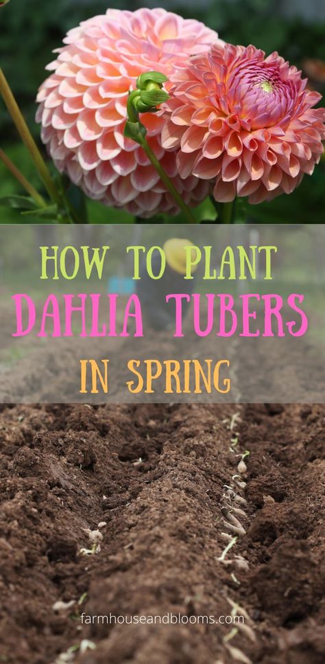 two pictures, one of dahlia blooms, and one of dahlia tubers being planted into the ground Dahlia Flower Garden, Dahlia Care, Planting Dahlias, Cut Flower Farm, Dahlia Tubers, Dahlias Garden, Growing Dahlias, Flower Farmer, Succulent Gardening