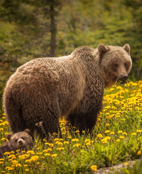 🐻 #JasperBear 🇨🇦 Bear in Jasper National Park in Canada. Alberta, Canada. Jasper Alberta Winter, Great Bear Lake Canada, Jasper National Park Canada, Jasper Canada, Spotted Lake Canada, Jasper Alberta, Canada National Parks, Jasper National Park, Alberta Canada