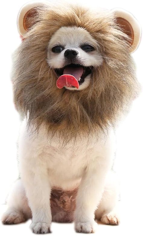 Amazon.com : 2 Pack Pet Hat, Funny Dog Lion Headgear Halloween Costume Lion Mane Hat for Kittens Puppy Small Medium Dogs (S, Brown) : Pet Supplies Cowardly Lion Costume, Dog Lion Mane, Costume Lion, Lion Costume, Cowardly Lion, Lion Mane, Trunk Or Treat, Small Puppies, Medium Dogs