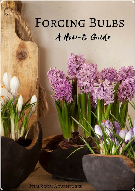 Bulbs that you force into bloom starting at this time of the year keep summer around a little longer and excite our souls with the promise of the upcoming spring.  Forcing bulbs indoors in the winter months is very simple and always worth the tiny amount of prep time they require.  Click through to find out how! Forcing Hyacinth Bulbs Indoors, Indoor Bulb Planting, Planting Spring Bulbs In Containers, Forced Bulbs Indoors, Winter Bulbs Indoors, Forcing Bulbs Indoors, Growing Bulbs Indoors, Bulbs In Containers, Bulb Forcing