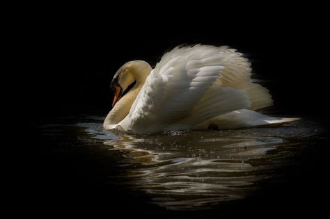 Swan Wallpaper, Mute Swan, White Swan, Swan Lake, Black Swan, Laptop Wallpaper, Nature Aesthetic, Swans, Ipad Wallpaper