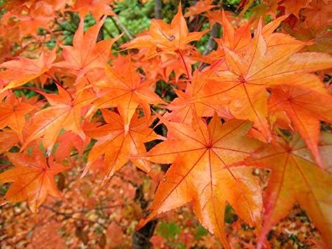 Japanese Maple Tree Varieties, Acer Garden, Maple Tree Landscape, Japanese Maple Varieties, Acer Trees, Coral Bark Japanese Maple, Japanese Red Maple, Thuja Green Giant, Japanese Maples