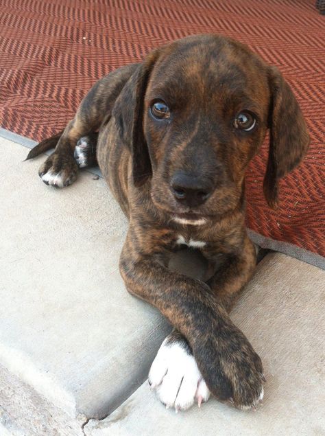 Baby Plott Hound. Hank does this with his paws all the time. Plot Hound, Plott Hound Brindle, Plott Hound Puppy, Hound Dog Breeds, Rare Dogs, Plott Hound, Rare Dog Breeds, Hound Puppies, Puppy Images