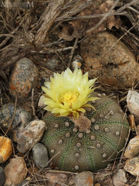 Star Cactus | (Astrophytum asterias). South Texas. Click her… | Flickr Star Cactus, South Texas, My Blog, To Read, Blog Post, Cactus, Texas, Stars