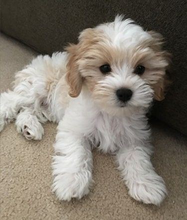 Guide to the Cavachon Puppy Fluffy Small Dogs, Cavoodle Puppies, Bichon Havanese, Cavachon Puppies, Cele Mai Drăguțe Animale, Psy I Szczenięta, Havanese Puppies, Poodle Puppy, Puppies Funny