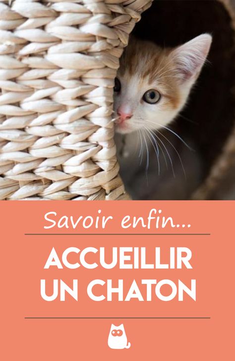 Vous venez d'adopter un mignon petit chaton et vous voulez que son arrivée chez vous se déroule de la meilleure des façons ? On vous explique comment accueillir un chaton mignon pour qu'il se sente directement à l'aise ! #chaton #chat #chatonmignon #chatonmignondrole #chatonnoir #chatongris #chatonrigolo #accueillirunchaton #accueillirchaton #commentaccueillirunchaton British Shorthair, Maneki Neko, Dog Owner, Cat Life, Animals Friends, Cat Day, Cat Love, Animal Kingdom, Cats Of Instagram