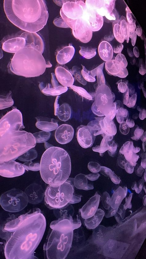 Jellyfish Singapore Aquarium 🤩 #singapore #shorts #jellyfish - YouTube [Video] in 2022 | Sea life artwork, Dark phone wallpapers, Landscape wallpaper Landscape Wallpaper Aesthetic, Half Life Wallpaper, Tree Of Life Wallpaper, Wallpapers Landscape, Sea Life Artwork, Sea Life Wallpaper, Video Wallpapers, Jellyfish Pictures, Sea Video