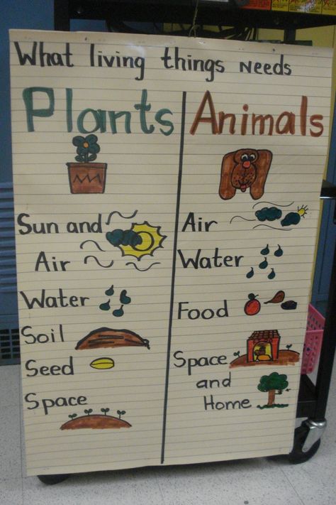 Plants and Animals NEEDS anchor chart | Kindergarten Science and Soci… Plant Unit Kindergarten, Plants Kindergarten, Kindergarten Units, Kindergarten Anchor Charts, Science Anchor Charts, 1st Grade Science, First Grade Science, Primary Science, Plant Science