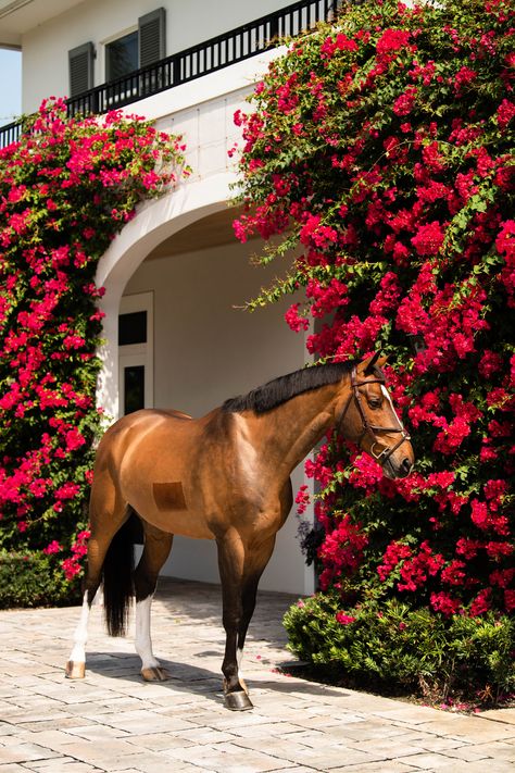 Wellington Florida Equestrian, Horse In Stable, Arched Exterior Doors, Wellington Florida, Dream Horse Barns, Beautiful Horses Photography, Cai Sălbatici, Horse Photographer, Cute Horse Pictures