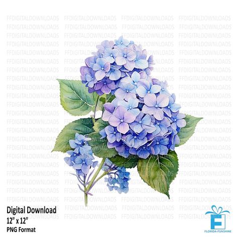 Hydrangea Clipart, Hydrangeas Art, Watercolor Hydrangea, Watercolor Tips, Watercolor Flower Art, China Painting, Hydrangea Flower, Painting Art Projects, Flower Pictures