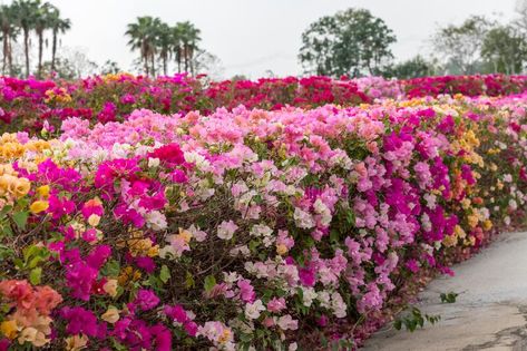 Bougainvillea Hedge Fence, Bougainvillea Landscaping, Bouganvilla Landscaping, Bougainvillea Fence, Bougainvillea Hedge, Bougenville Flowers, Bougainvillea Garden, Bougainvillea Colors, Penthouse Garden