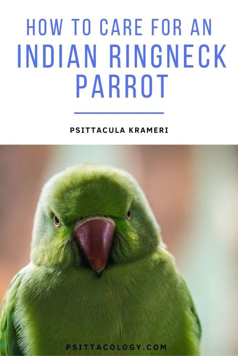 Are you thinking of adding an Indian ringneck parrot (also known as rose-ringed parakeet) to your family? Not surprising, as these talkative birds can make great pets for the right owner. But what will your new feathered friend need to thrive in your home? Keep reading for everything you need to know about Indian ringneck parrot care and keeping these colorful parrots happy and healthy! Indian Ring Neck Parrot, Ring Neck Parrot, Parrot Ideas, Baby Parakeets, Indian Ringneck Parrot, Talking Birds, Parakeet Care, Ringneck Parrot, Parrot Care