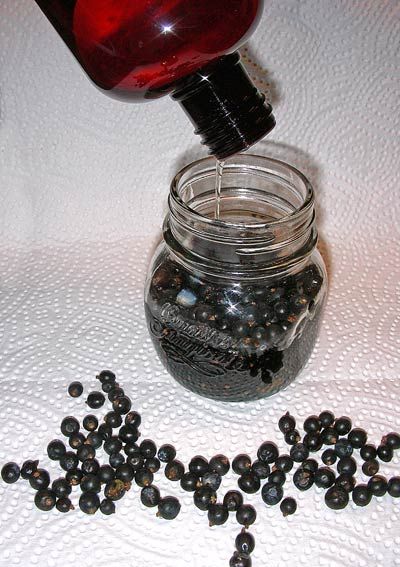 Juniper Berries Medicinal, Dried Juniper Berry Recipes, Juniper Berry Tincture, Juniper Berry Benefits, Juniper Berries Witchcraft, Juniper Berry Recipes, Homemade Oils, Benefits Of Berries, Juniper Oil