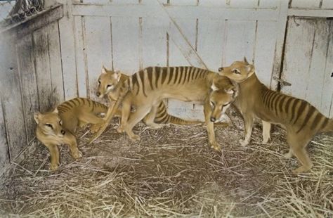 Australian Mammals, Deadly Animals, Tasmanian Tiger, Extinct Animals, Pretty Animals, Prehistoric Animals, Weird Animals, Animal Planet, Animal Photo