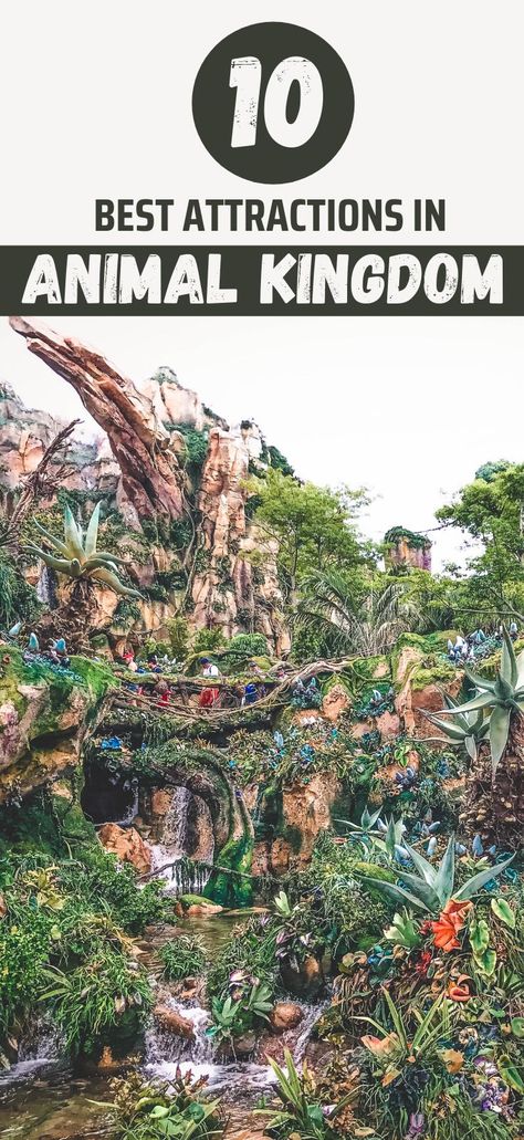 Here are the top attractions in Animal Kingdom. If you're planning on visiting Animal Kingdom, here are a few highlights that you can see in one day. Animal Kingdom is the biggest theme park in Disney World split up into a few major areas. Avatar The World Of Pandora, Asia, and Africa are a few of our favorite regions. #Avatar | #Pandora | #Asia | #Africa | #Travel | #AnimalKingdom | #Disney | #Orlando | #Florida Animal Kingdom Itinerary, Disney Orlando Florida, World Of Pandora, Disney World For Adults, Florida Travel Destinations, Few Highlights, Avatar Pandora, Florida Travel Guide, Animal Experiences