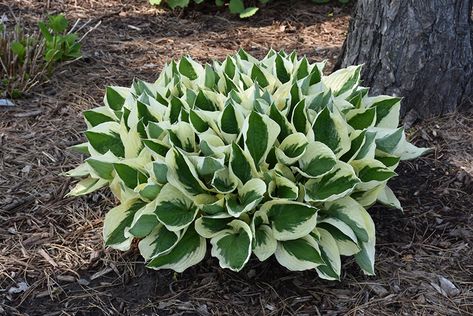 Hosta Patriot, Hosta Frances Williams, Hosta Minuteman, Hosta So Sweet, Hosta Wu La La, Plantain Lily, Flower Bed Designs, Hosta Gardens, Hosta Plants