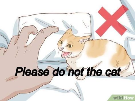 Please Do Not The Cat, Do Not The Cat, Silly Cats Pictures, Cat Meme, Like A Cat, Cat Boarding, Grumpy Cat, Silly Cats, Please Do