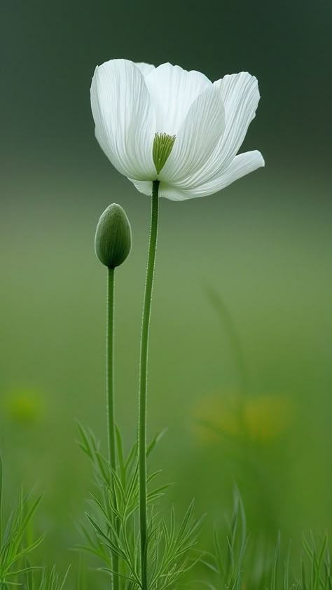 Pretty Flowers Photography, Green Nature Wallpaper, Hd Flower Wallpaper, Flowers Photography Wallpaper, Beautiful Wallpaper For Phone, Lovely Flowers Wallpaper, Pretty Phone Wallpaper, Floral Wallpaper Phone, Android Wallpaper Flowers