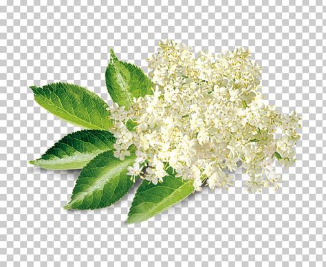 Elderberry Shrub, Elderberry Flower, Earth Magic, Elderflower Cordial, Flower Clip Art, Lemon Syrup, Clip Art Png, Art Png, Flower Clip