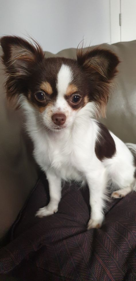 Long hair chihuahua Long Haired Chihuahua Haircut, Tricolor Chihuahua, Apple Head Chihuahua Long Hair, Black Long Hair Chihuahua, Long Haired Black Chihuahua, Brown Long Hair Chihuahua, Grooming Style, Long Haired Chihuahua, Animals Amazing