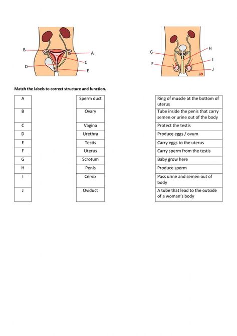 Male Reproductive System Notes, Female Reproductive System Anatomy Notes, Female Reproductive System Functions, The Reproductive System Notes, Male And Female Reproductive System, Reproductive System Worksheet, Anion Gap, Acidosis And Alkalosis, The Female Reproductive System