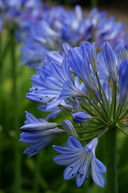 Agapanthus. Pretty, Showy and Drought tolerant...a lovely addition to any yard Agapanthus Garden, Blue Agapanthus, Flowers Pretty, Blue And Purple Flowers, Blue Garden, Drought Tolerant Plants, Amazing Facts, Drought Tolerant, The Grass