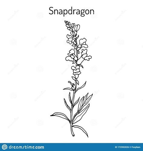 Vine Drawing, Snapdragon Flowers, Parent Tattoos, Visual Library, Line Art Tattoos, Dragon Artwork, Floral Sleeve, Dragon Drawing, Fine Line Tattoos