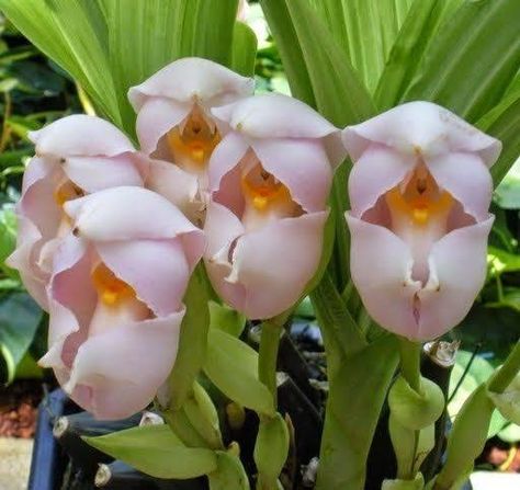 Anguloa uniflora ~ Cradle orchid Baby Orchid, Strange Flowers, Exotic Orchids, Unusual Plants, Unusual Flowers, Beautiful Orchids, Rare Flowers, Different Flowers, Unique Flowers