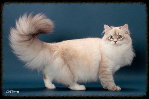 Blue Lynx Point Siberian, Siamese Cats Blue Point, Gigi Gorgeous, Siberian Forest Cat, Siberian Forest, Siberian Cats, Cat References, House Cats, Royal Palaces